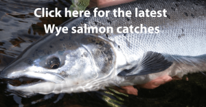 latest wye salmon catches