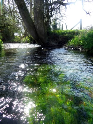 New regulations are very well but will they result in cleaner, healthier Welsh rivers?