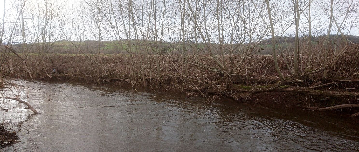 The revetment in December 2019, five years after installation. The willows have shored up the river bank and no provide important habitat and cover for fish.