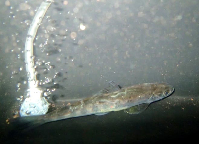 A salmon smolt in the trap ready for tagging