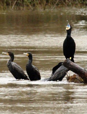 River Usk owners and anglers are being asked to help with a fish eating bird survey on 10th March 2019.