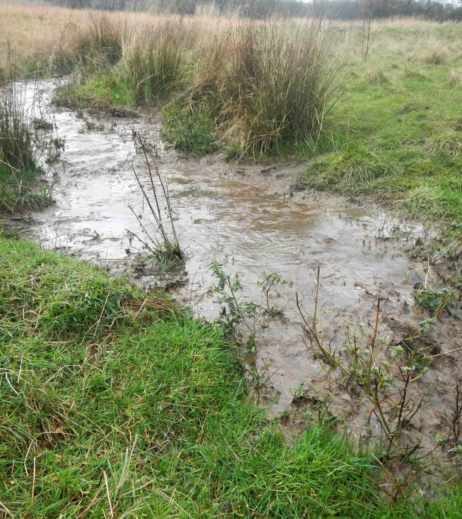 Run off from a free-range chicken unit. This was flowing directly into a tributary of the Ithon.