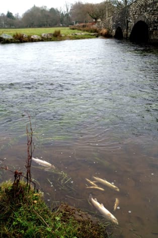 The Teifi in 2016