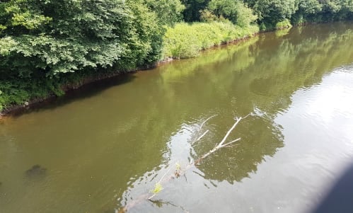 There were the signs of an algal bloom forming in the Usk this July too. This photo was taken from Talybont Bridge on the 14th.